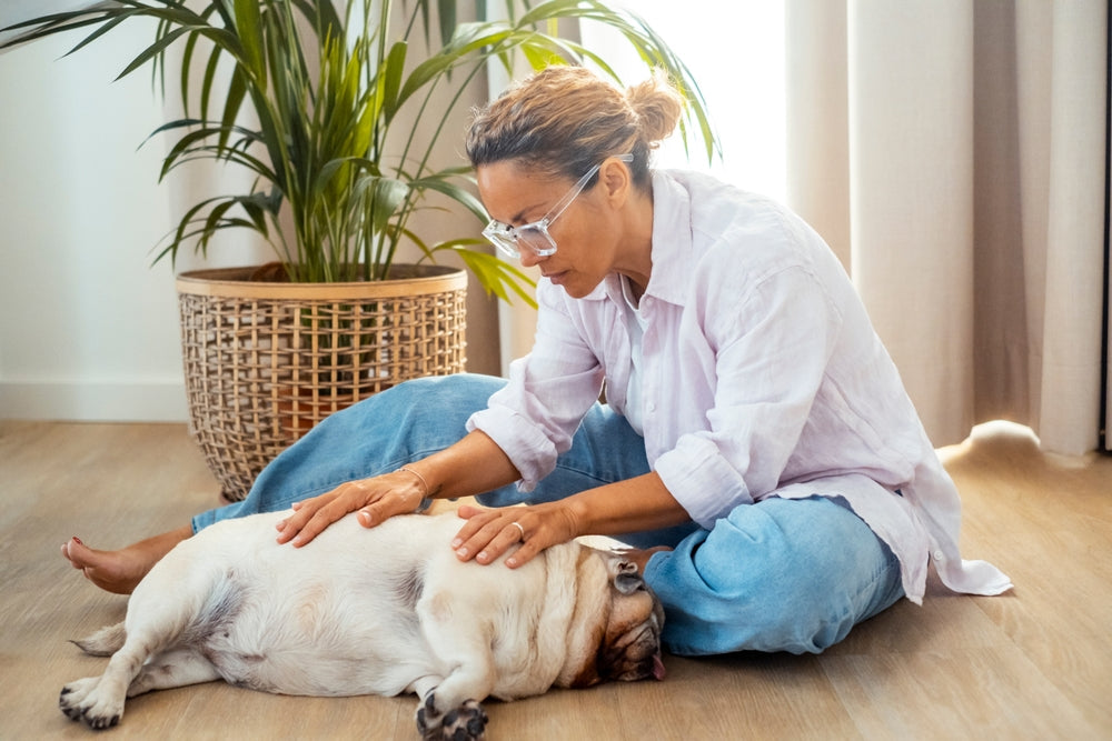Zonisamide for Dogs and Cats