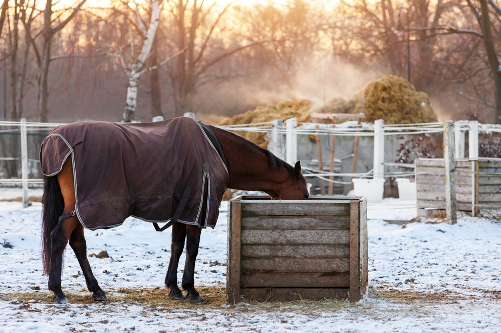 Do Magnetic Blankets Help Horses?