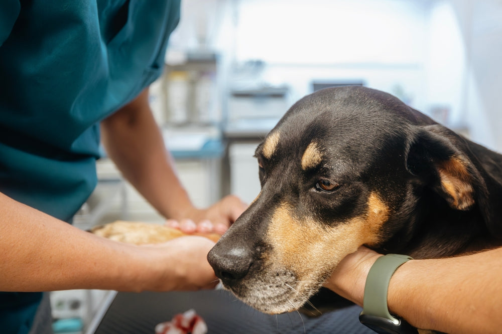 NSAIDs for Dogs and Cats