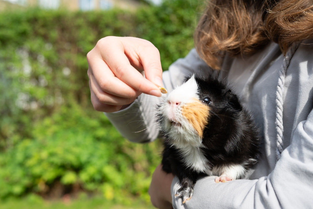 Curated visual reference: Vitamin C Supplements For Guinea Pigs Vet Insights 2025 Guide Photo Inspiration