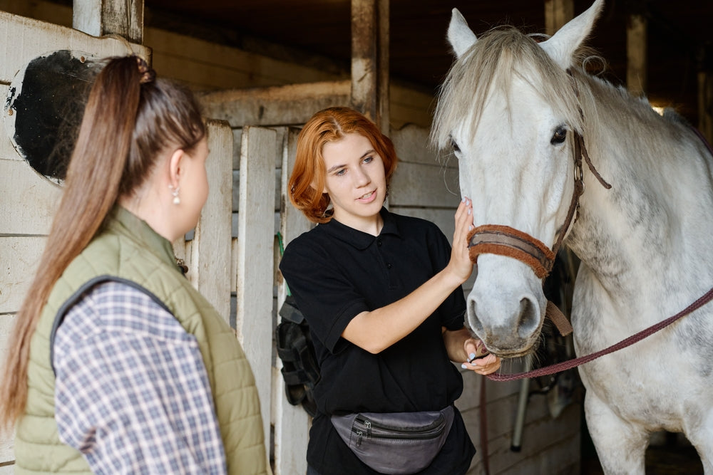 Senior Horse Care: Feeding, Dental Care, Vaccines and Warning Signs