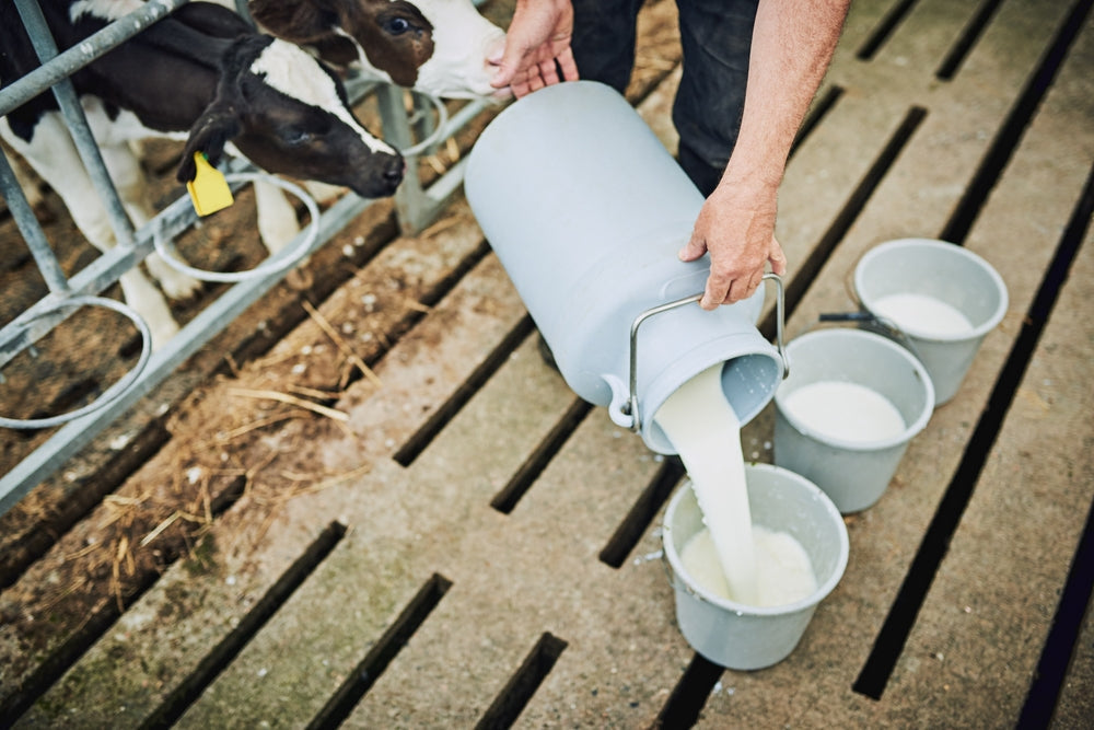 Can Raw Milk Cause Brucellosis?