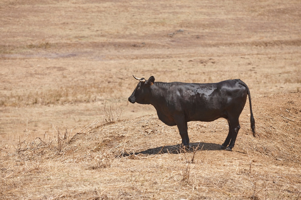 Blackleg in Cattle After Heavy Rain: Signs, Treatment and Prevention