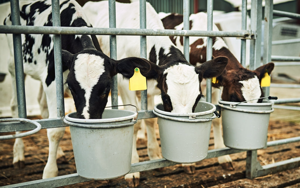 Can Ionophores Prevent Coccidiosis in Calves? Benefits, Risks and Safe Use