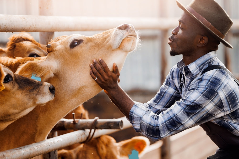 Cattle Temperament and Profit