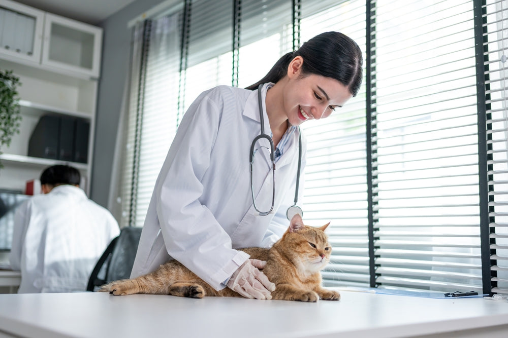 Why Vets Refer Pets to Specialists