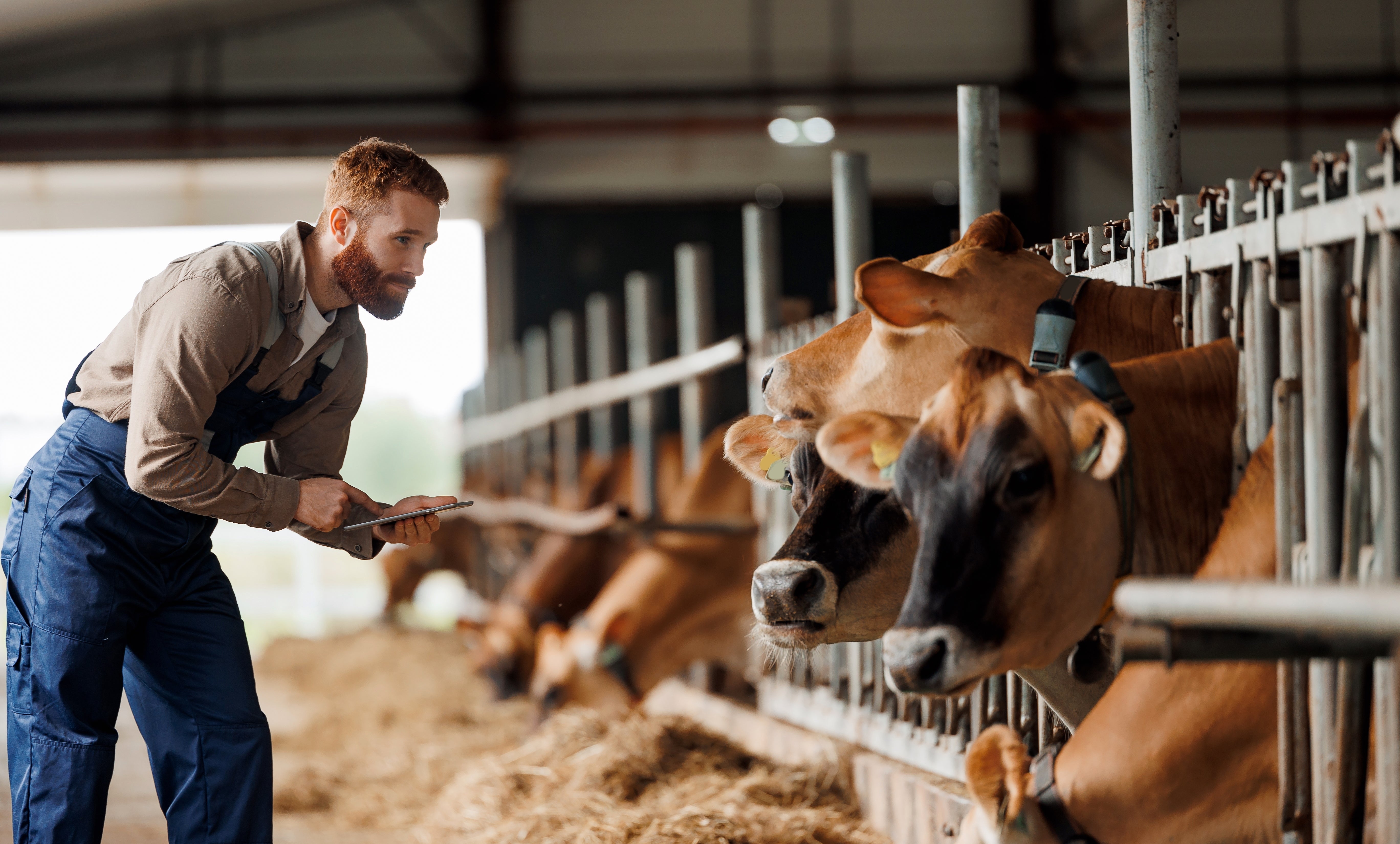 Bibersteinia trehalosi in Cattle: Sudden Death, Diagnosis and Herd Response