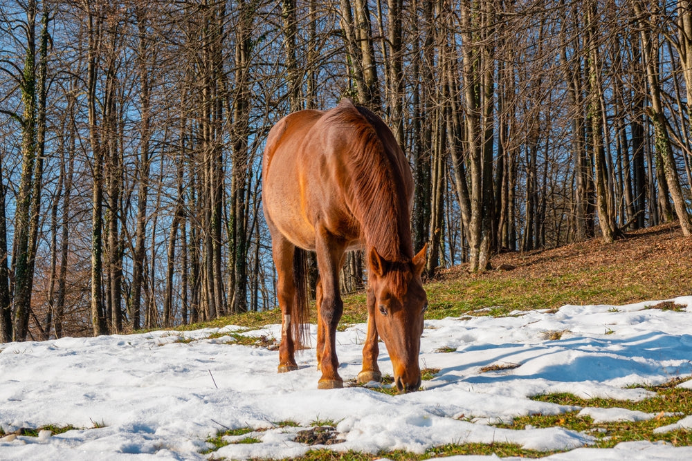 How To Feed Broodmares Before Winter