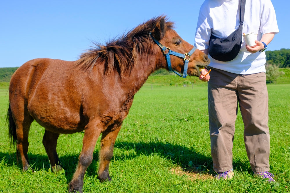Feeding Miniature Horses Safely: Vet Guidelines for 2025 🐴📏🌾