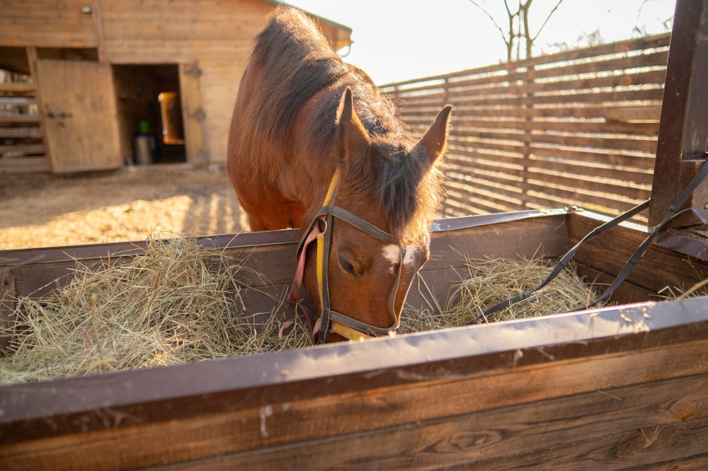 Horse Nutrition Fundamentals: Vet-Approved Feeding Strategies for 2025