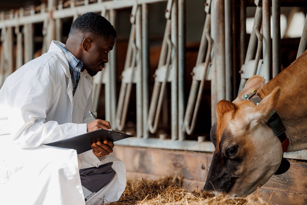 Liver Biopsies in Dairy Cattle: When and Why They Matter