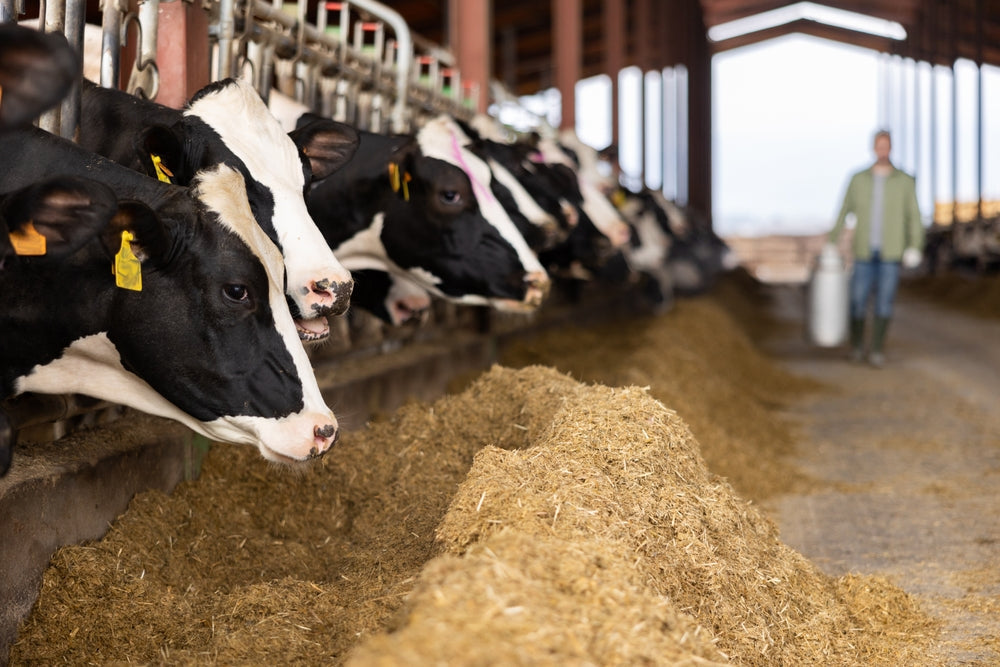 Estimating Forage Needs for Cows