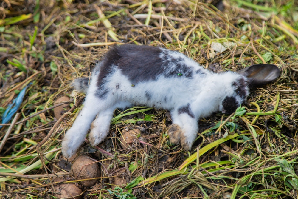 Rabbit Hemorrhagic Disease Virus 2: Signs, Vaccine and What To Do