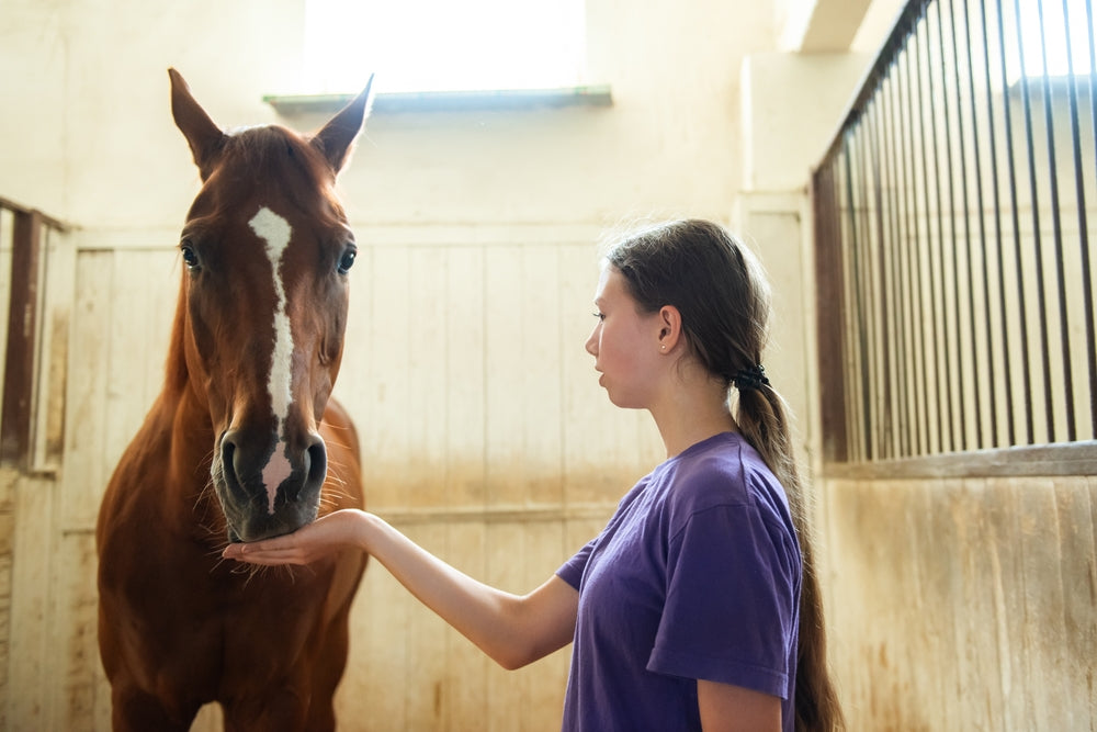 Vet Guide: Preventing Gastric Ulcers in Horses 🐴🩺 | 2025 Stress, Feeding & Proven Treatment Strategies