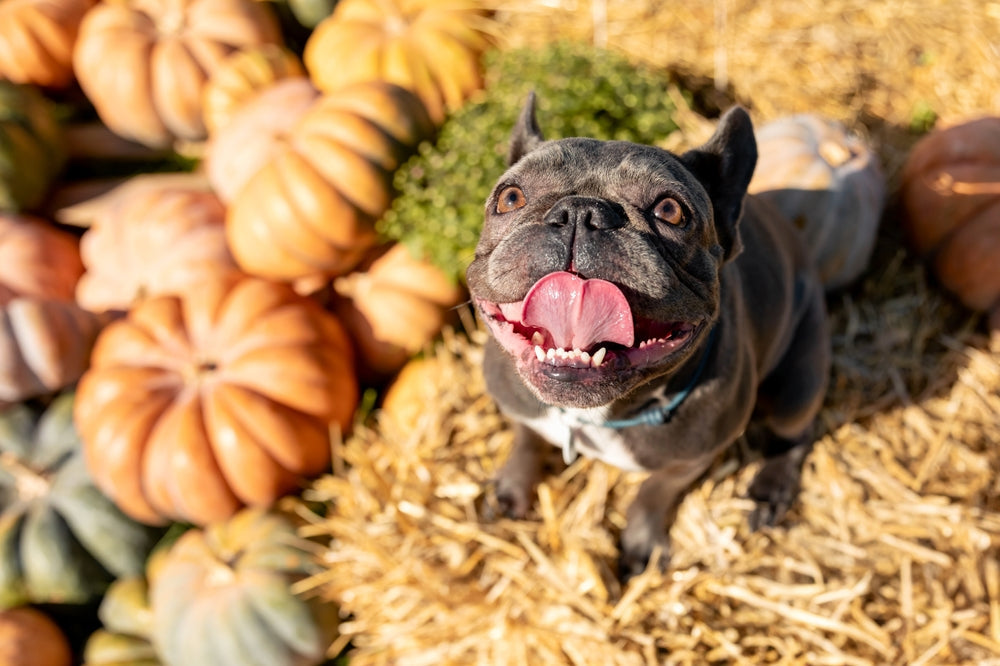 🎃 Why Pumpkin Is Good for Dogs and Cats 🐶🐱🧡