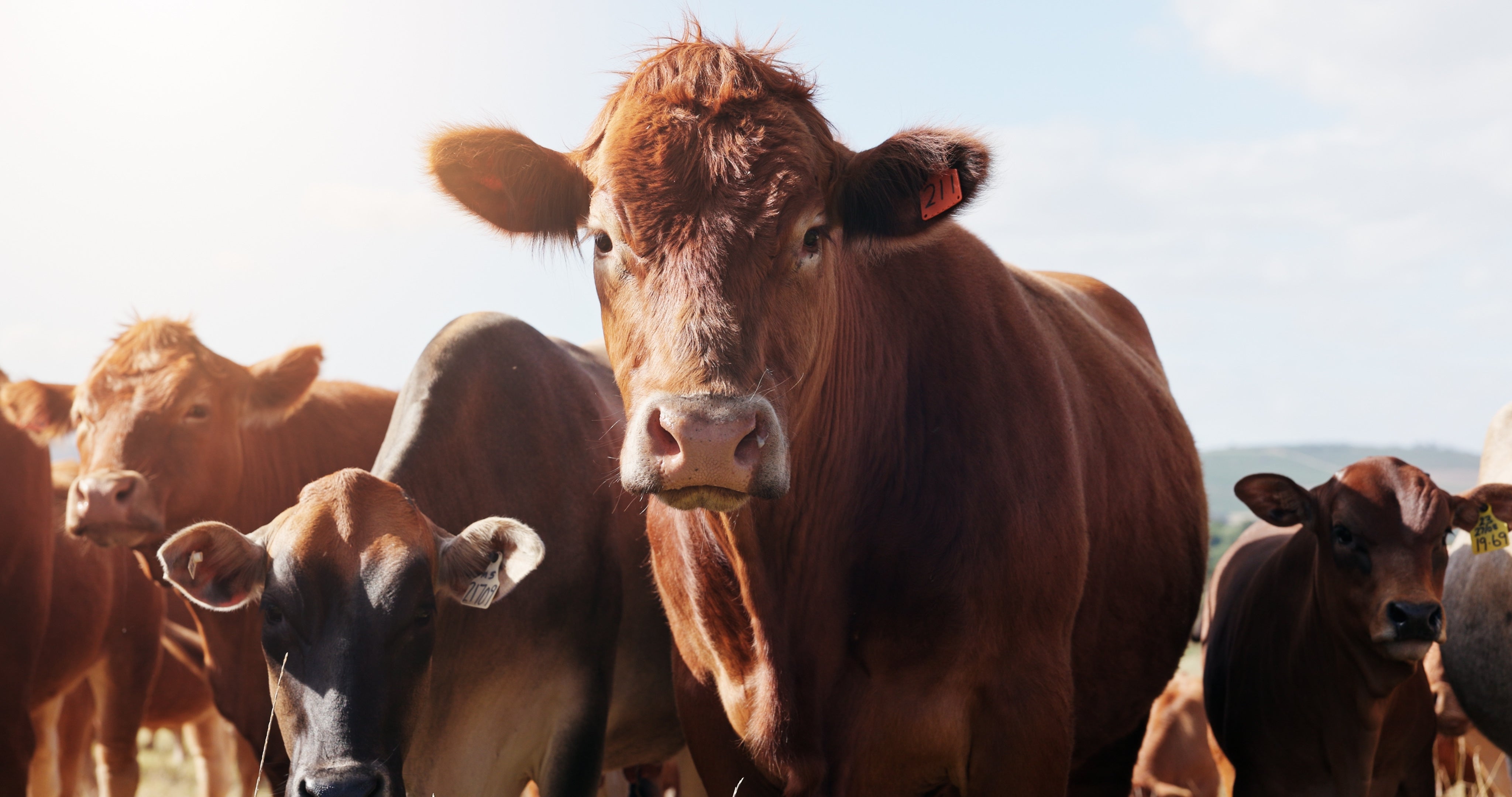 Late-Season Fly Control for Beef Cattle: Horn Flies, Face Flies and Stable Flies