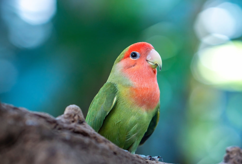 Foraging for Pet Birds