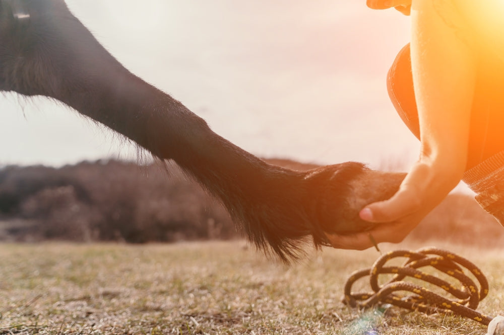 Hoof Care for Horses: Seasonal Protection and Warning Signs