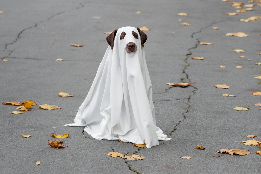 Halloween Anxiety in Dogs