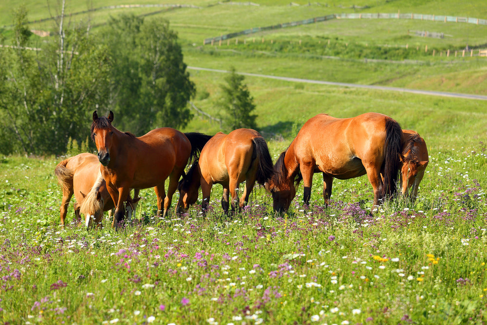 Can You Breed an Obese Mare Safely?