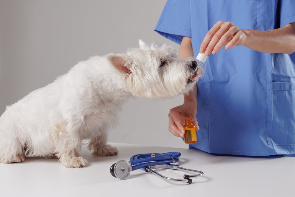 Marbofloxacin (Zeniquin®) for Dogs and Cats