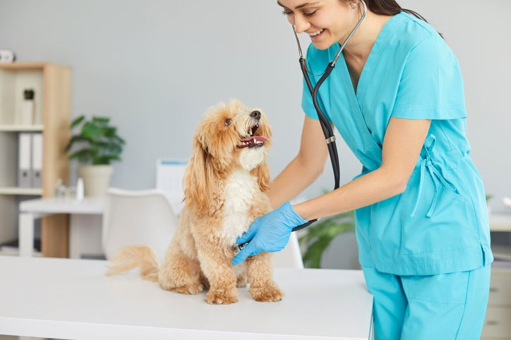 Pimobendan for Dogs