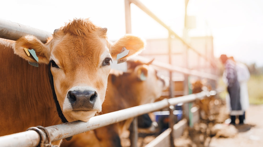 Hardware Disease in Cattle