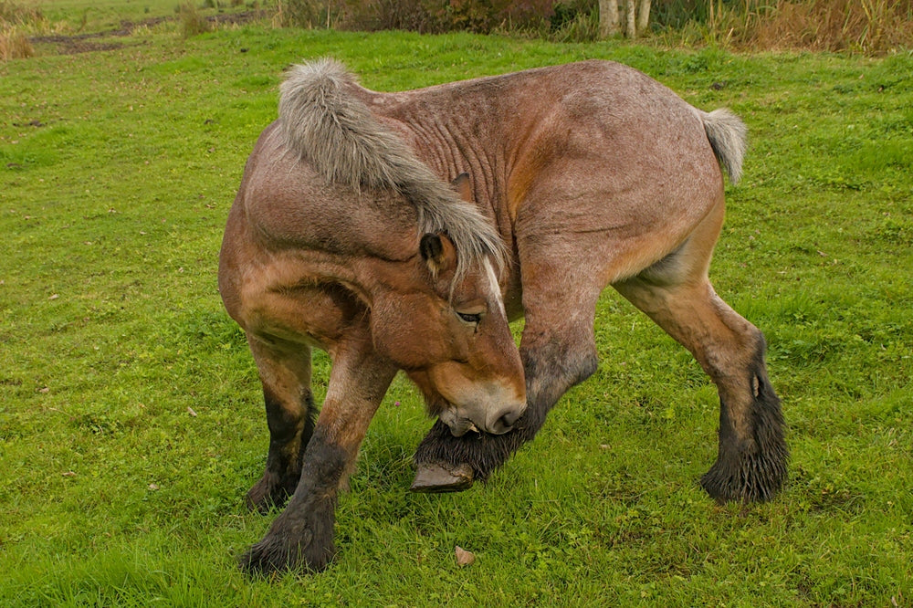 How Stall Bedding Affects Horse Behavior, Rest, and Welfare