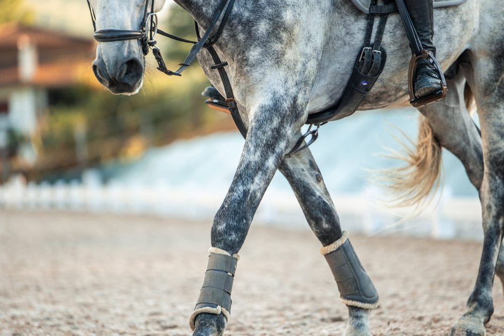 Subcutaneous Emphysema in Horses: Swelling That Crackles Under the Skin