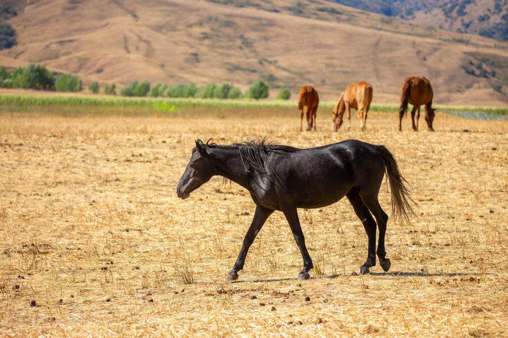 Necrotic Vaginitis in Horses and Donkeys After Foaling