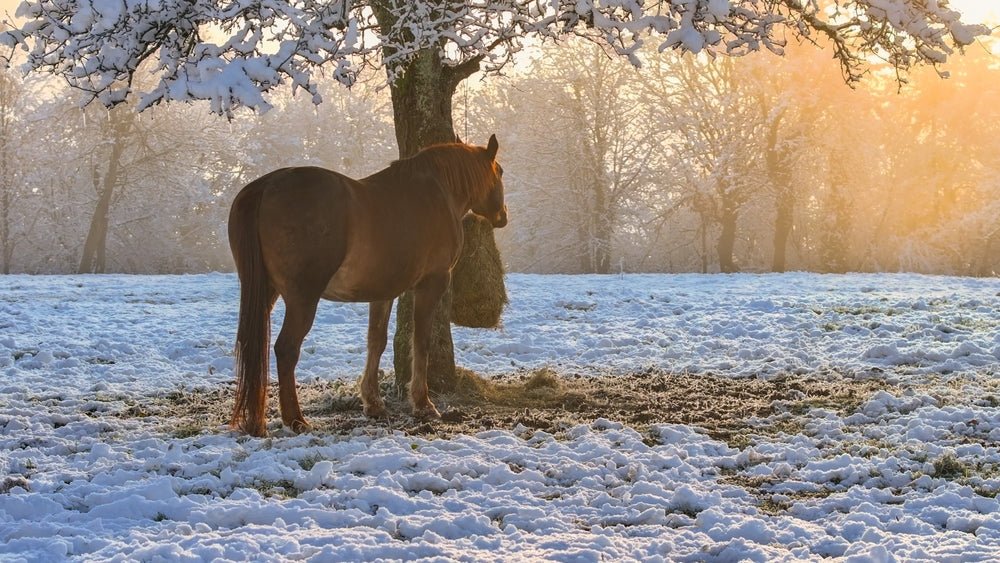 How to Test Hay and Pasture for Horses With Insulin Dysregulation or Laminitis Risk