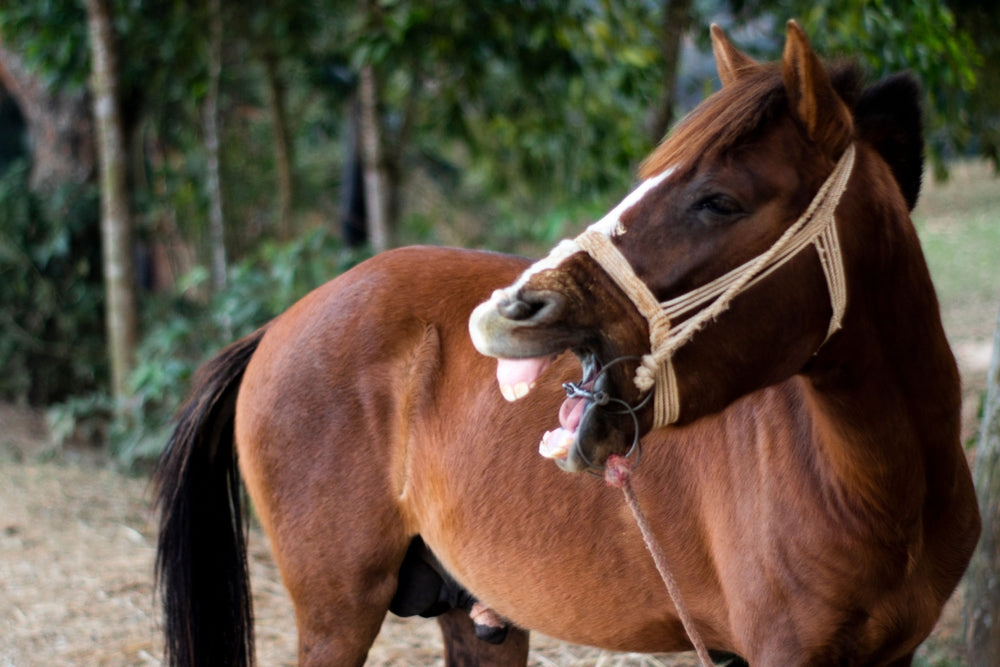 Should Wolf Teeth Be Removed in Horses?