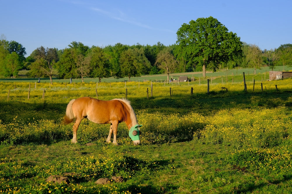 Blue Light Masks for Mares: How They Advance Early Cycling Without Stabling