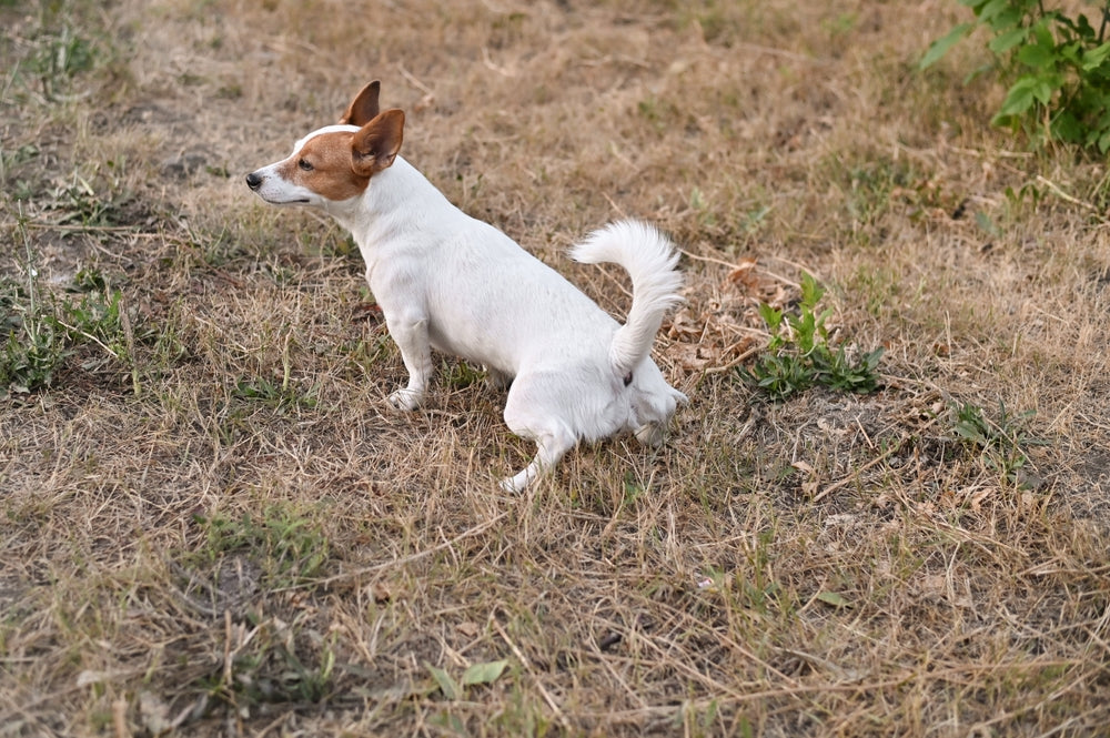 Cryptosporidium in Pets
