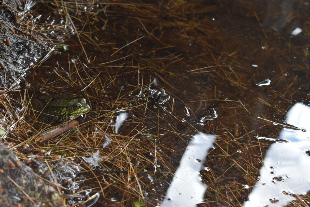 Rain-Damaged Hay: Can Horses and Cattle Eat It Safely?