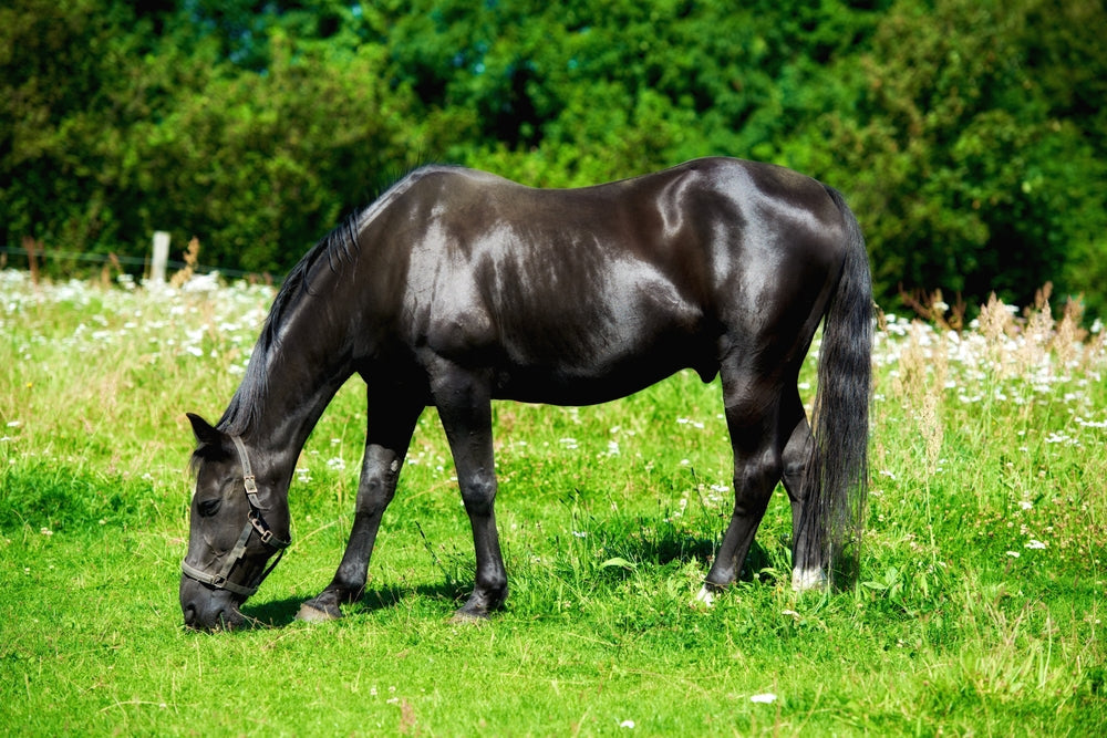 Stallion Behavior Drugs