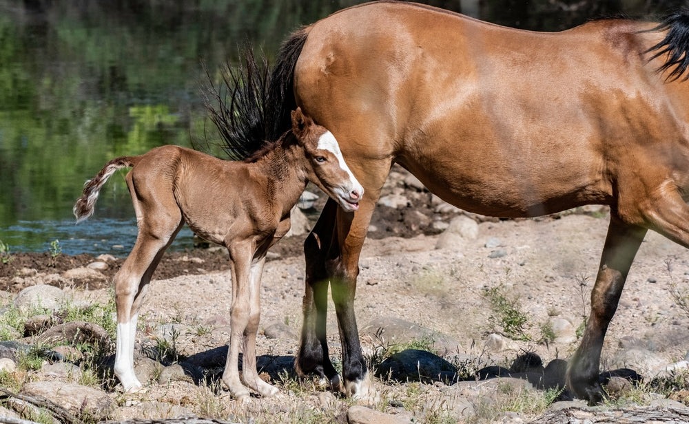 Progesterone Supplementation in Mares