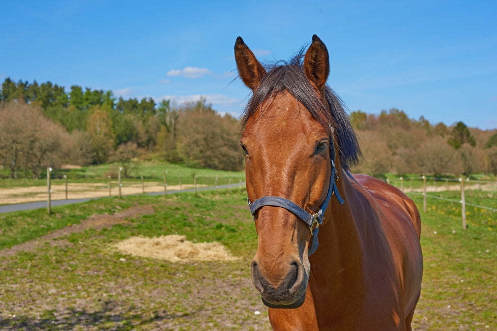 Complications After Horse Castration: What Is Normal and When to Call a Vet