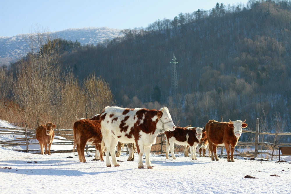Winter Cow Syndrome