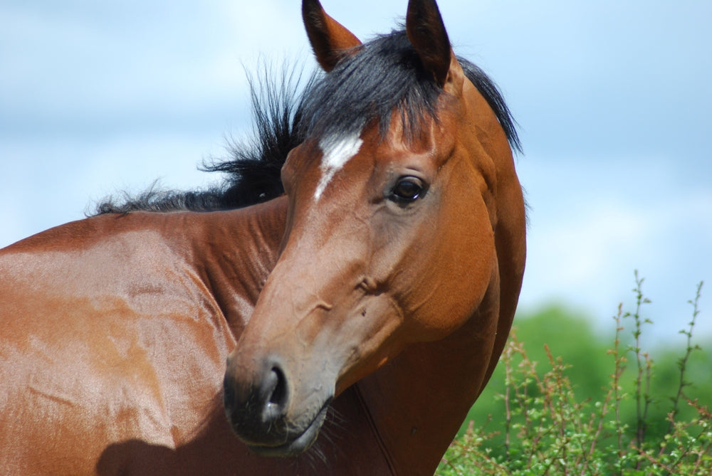 Wrinkles Above a Horse's Eye Indicate Mood in 2025 🐴👀