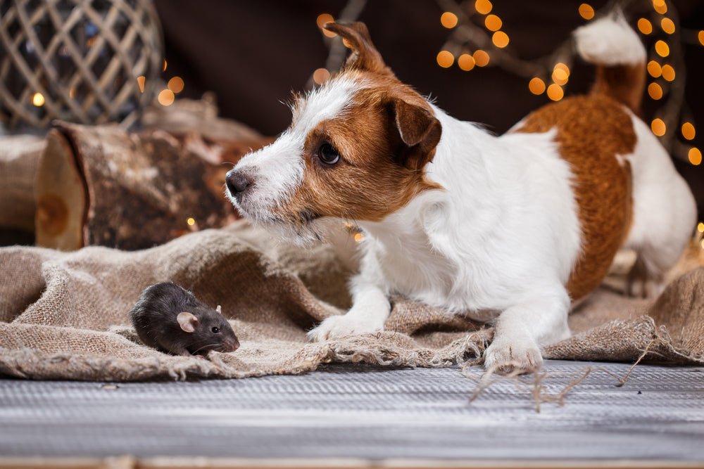 Vitamin K1 Treatment in Dogs