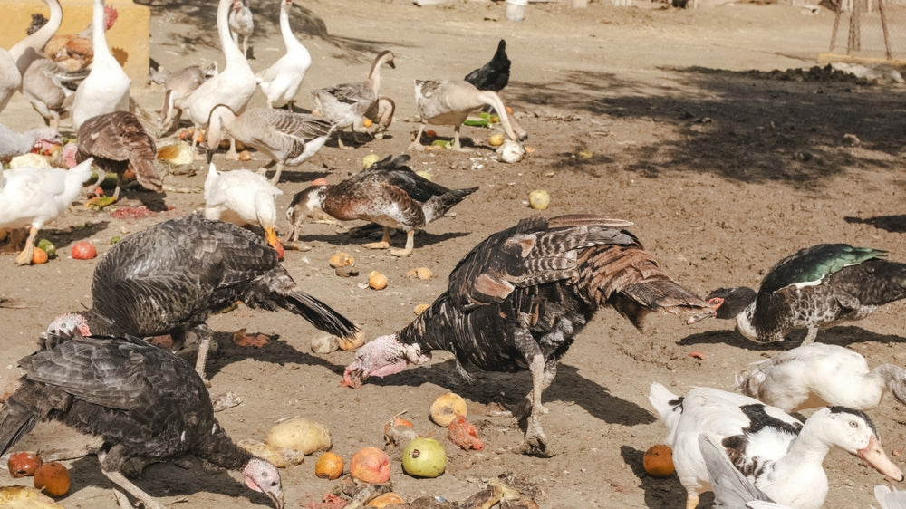 Vet-Approved 2025 Disaster Preparedness for Livestock 🐄🌪️