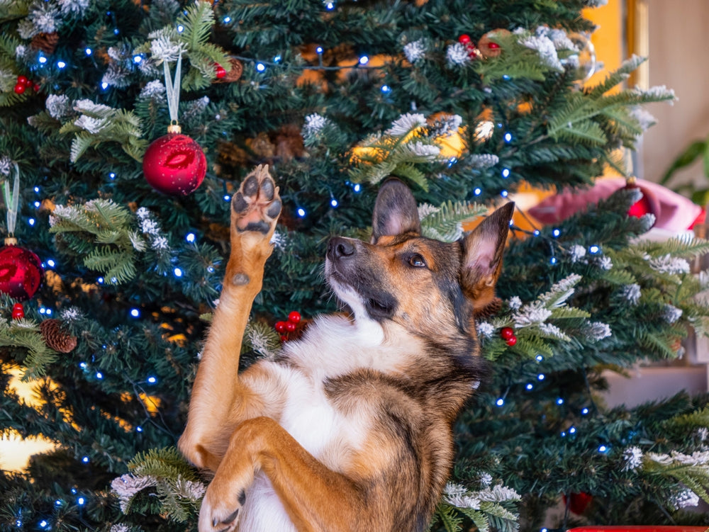 Christmas Ornaments You Can Make With Your Dog 🎄🐶✨