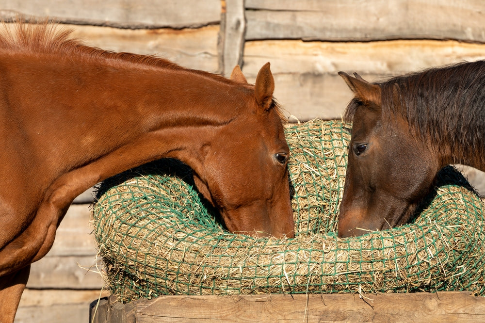 Feeding Horses with a Hay Net: Healthier Feeding Tips for 2025 🐴🧺🌿