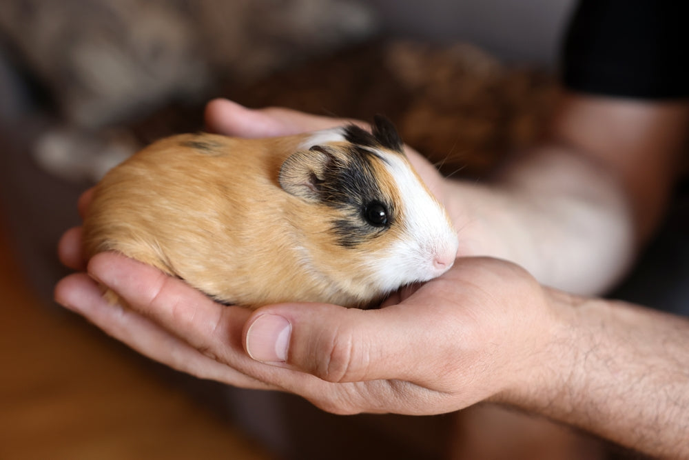 Fibrous Osteodystrophy (Satin Syndrome) in Guinea Pigs: A 2025 Vet’s Guide to Understanding and Treatment