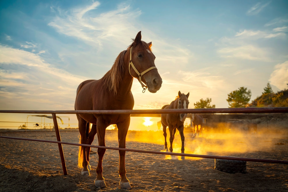 Sunburn vs Photosensitization in Horses