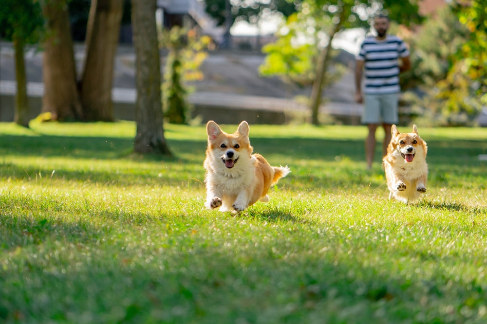 Dog Park Etiquette
