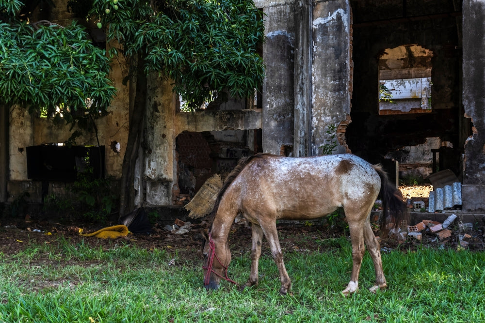 How to Care for a Senior Horse Properly