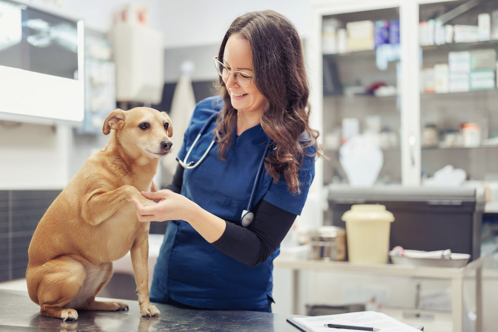 Furosemide for Pets