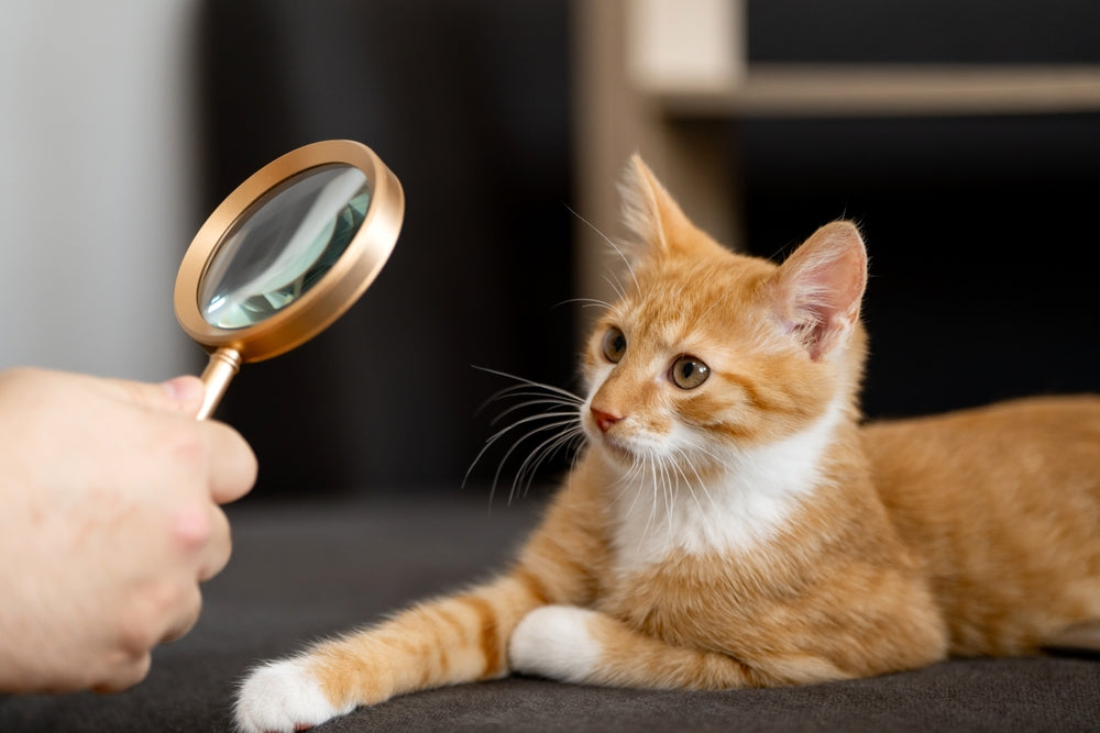 Symptoms vs Signs in Pets
